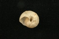 高雄球蝸牛藏品圖，第2張